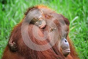 SLEEPING ORANG UTAN