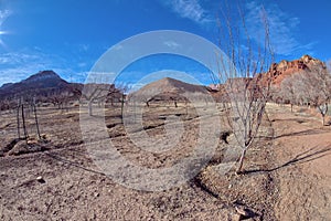 Sleeping Orchard at Lonely Dell Ranch AZ