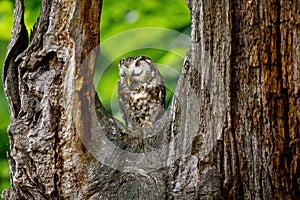 Sleeping owl. Boreal owl, Aegolius funereus.