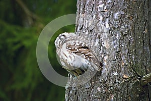 Sleeping owl on a pine bough