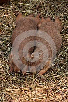 Sleeping Pair of Prairie Dogs Snuggling Together