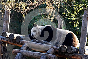 Sleeping panda