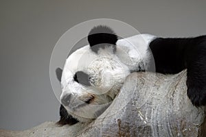 Sleeping panda on the rock