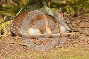 A sleeping parma wallaby