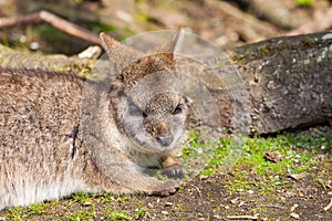 A sleeping parma wallaby