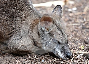 Sleeping parma wallaby