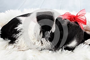 Sleeping Parti Color Miniature Schnauzer