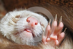 Sleeping pastel ferret