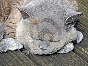 Sleeping pedigree british shorthair cat asleep tired dreaming napping nap pets pet animals animal cats cat floor urban city town
