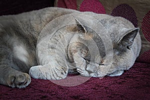 Sleeping pedigree cat