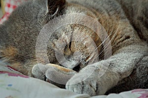 Sleeping pedigree cat