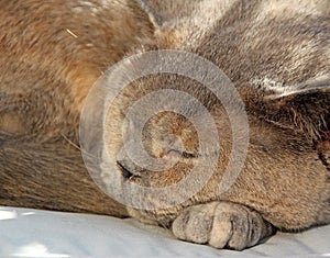 Sleeping pedigree cat