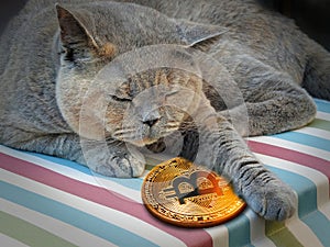 Sleeping pedigree cat guarding bitcoin