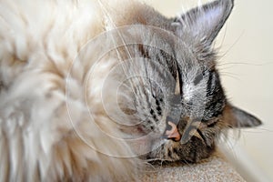 SLEEPING PEDIGREE RAGDOLL