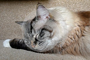SLEEPING PEDIGREE RAGDOLL