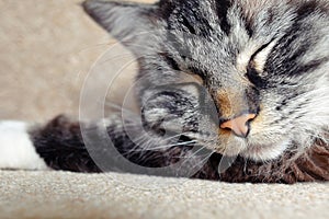 SLEEPING PEDIGREE RAGDOLL