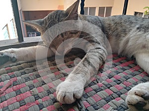 Sleeping pet cat in mat