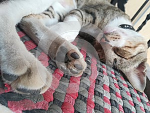 Sleeping pet cat in mat