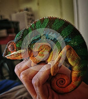 Sleeping pet chameleon