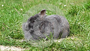 Sleeping pet rabbit with gray fur on a green grass meadow