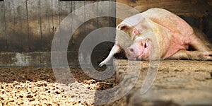 Sleeping Pig