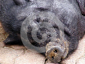 Sleeping pig 2