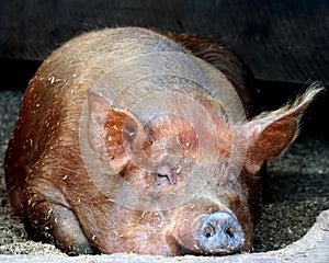 Sleeping pig