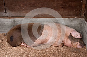 Sleeping Pig