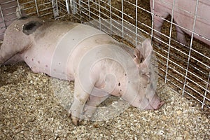 Sleeping Pig at County Fair