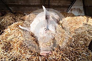 Sleeping pig on the farm