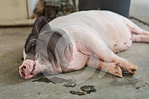 Sleeping pig on the floor. Selective Focus.