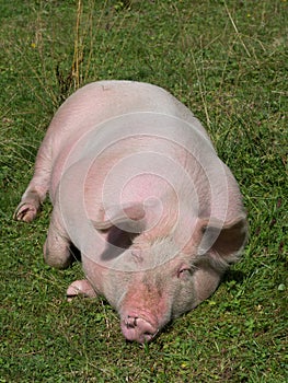 Sleeping pig on a mountain pasture in summer