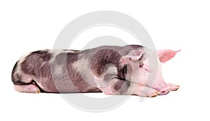 Sleeping piglet