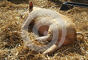 Sleeping Piglet