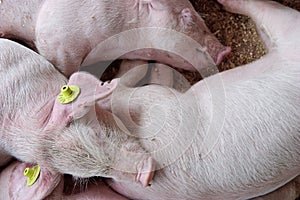 Sleeping piglets