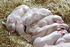 Sleeping piglets