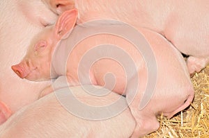 Sleeping pigs