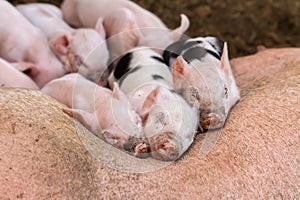 Sleeping pigs and sow