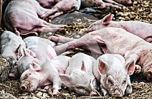 Sleeping pile of Piglets
