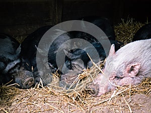 Sleeping Pile of Pigs