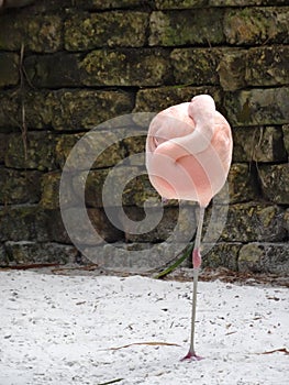 Sleeping pink flamingo bird standing on one leg