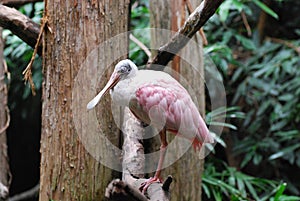 Sleeping Pink Roseate Spoonbill Bird on a Limb