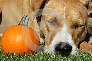 Sleeping Pit Bull Terrier Dog with Pumpkin