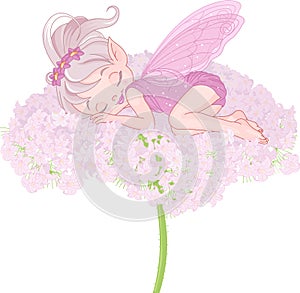 Sleeping Pixy Fairy photo