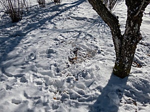 Sleeping place of roe deer (Capreolus capreolus) dug in the snow in cold winter