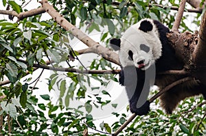 Sleeping playful giant panda