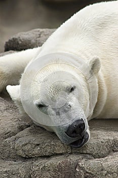 Sleeping Polar Bear