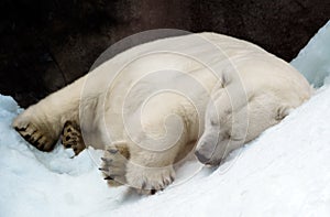 Sleeping polar bear