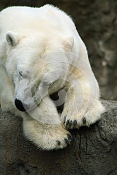 Sleeping Polar Bear