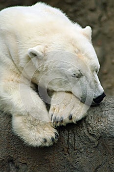 Sleeping Polar Bear